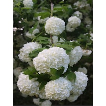 Beyaz Kartopu Bitkisi Yğun Çiçekli 50 60 Cm 1 Adet Saksılı /tüplü Viburnum Opulus