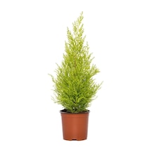 Limoni Servi 30-50 Cm