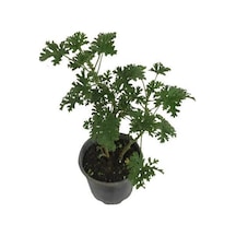 Gül Damlası Gül Kokulu Itır Bitkisi Pelargonium Graveolens