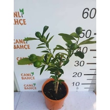 65 Cm Bodur Yediveren Limon Ağacı Fidanı,