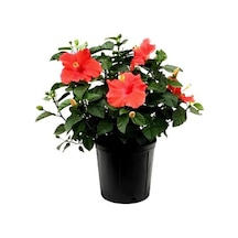 Kırmızı Renkli Japon Gülü 20-30cm 1 Adet Saksılı/ Tüplü Dış Mekan Bitkisi