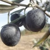Bursatarım Gemlik Zeytin Fidanı tüplü/saksılı