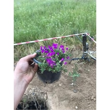 Acem Halısı Çiçeği Fidanı 10-20 Cm