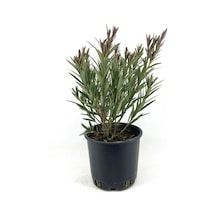 Bodur Zakkum-kırmızı 35-45 Cm