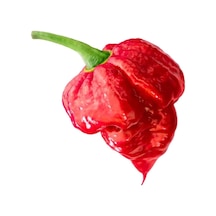 Çok Acı Trinidad Scorpion Biber Tohumu 5 Tohum +