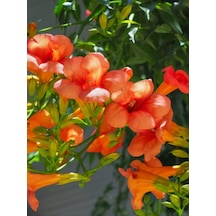 Campsis Radicans Turuncu Borazan Çiçeği 1 Adet 50-70cm Bol Çiçekli Acem Borusu