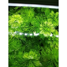 Limpnophila Sessiliflora Kusursuz Akvaryum Bitkisi Canlı Bitki 5 Dal