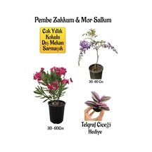 Pembe Zakkum Fidanı+mor Salkım Ağacı Fidanı Telgraf Çiçeği Hediyeli Bahçe Peyzaj Seti