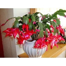 Yılbaşı Çiçeği – Schlumbergera