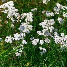 Anason Pimpinella Anisum Tohumu 100 Adet