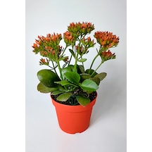 Kalanchoe Blossfeldiana Çiçek Açan Sukulent Flaming Katy 12 Cm