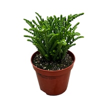 Crassula Lycopodioides (Sukulent) Ø8,5 CM Y10-15 CM