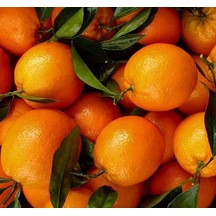 3 Yaş Aşılı Yafa Portakal  Fidanı