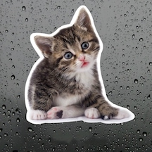 Sevimli Yaramaz Kedi Araba Sticker Etiket 18Cm M2 Sevimli Yaramaz Kedi Araba Sticker Etiket 18Cm M2