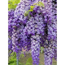 Mor Salkım 45-60 Saksılı/tüplü Dış Mekan Sarmaşık Bitkileri Wisteria