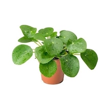 Çin Para Çiçeği Fidanı Pilea 10- 20 Cm