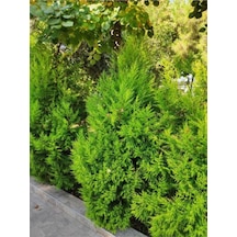Videolu Limoni Servi Yerli Üretim 20 30 Cm 1 Adet Tüplü Dış Mekan Bitkisi Cupressus Macrocarpa
