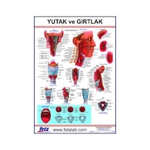 Yutak ve Gırtlak Eğitim Plakası