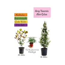 Mis Kokulu Arap Yasemini+alev Çalısı Fidanı+tül Kuşkonmaz 3'lü Set