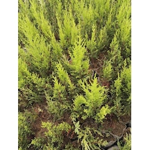 5 Adet Tüplerde Limon Çamı. Limon Servi. 15-25 Cm.