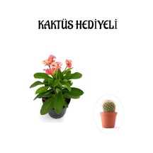 Pembe Çiçekli Milli Dikenler Tacı Kaktüs Sevgililer Gününe Özel Kaktüs Hediyeli