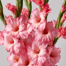 4 Adet Pembe Glayöl Swan Gladiolus Çiçeği Soğanı