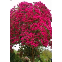 Kırmızı Oya Ağacı Fidanı 1. Kalite 70 Cm - 1 Metre Diğer