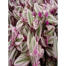 1 Adet Pembe Telgraf Çiçeği 10-15 Cm Saksılı Çiçekli Bodur Bitkiler Tradescantia Nanouk