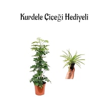 Parlak Yapraklı Yeşil Şeflera Bitkisi Sevgililer Gününe Özel Kurdele Çiçeği Hediyeli