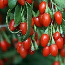 V15 Adet Tohum Goji Berry Tohumu Kurt Üzümü Tohumu Goji Berry Saksı Toprak Sürpriz Heidyeli..