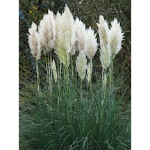 Videolu Beyaz Pampas Saz Çiçeği 60 80 Cm 1 Adet Saksılı Dış Mekan Bitkisi Cortaderia Selloana