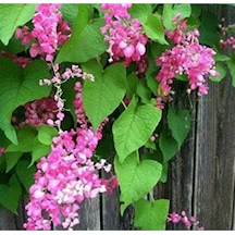 10 Adet Pink Coral Vine Tohumu