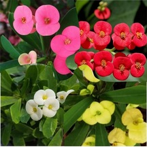 Milli Dikenler Tacı 4 Adet Sarı Kırımızı Pembe Beyaz 10-20 Cm Saksılı Euphorbia