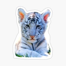 Oto Ufak Bebek Kaplan Araba Sticker Etiket Renkli V1