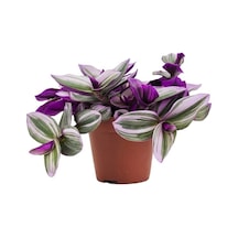 Serada Decor Plant Tradescantia Nanouk Pembe Telgraf Çiçeği İthal 12.cm.büyük Boy Saksıda