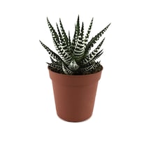 Haworthia Fasciata (Sukulent) Ø5,5 CM Y0-10 CM