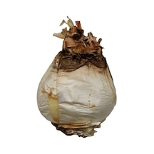 Ada Soğanı 100 Gr Aktar Depo Diğer