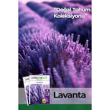 100 Adet Lavanta Lavandula Çiçek Tohumu
