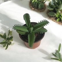 Aşkın Gözyaşı Çiçeği - Kalanchoe Daigremontiana Saksılı Bitki