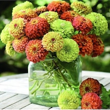 10 Adet Zinnia Elegans Tohumu