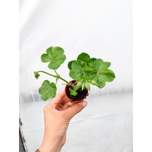 Mini Saksıda Sakız Sardunya Fidesi Karışık Renk 1 Adet 10-15cm Balkon Teras Bitkisi
