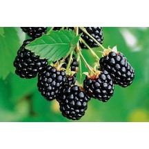 Tüplü Brazos Böğürtlen Fidanı Yaş 2 Boy  50-70cm