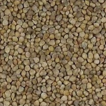Aktar Store Ispanak Tohumu 1 Kg