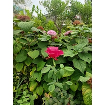 Yediveren Gül Fidanı 30-70 Cm