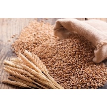 Buğday 4 kg Doğal Buğday Tane Buğday Kuş Yemi Tavuk Yemi Kanatlı