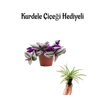 Toz Pembe Telgraf Çiçeği Sevgililer Gününe Özel Kurdele Çiçeği Hediyeli Bitki