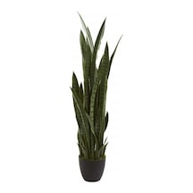 Çok Avantajlı Kılıç Çiçeği Paşa Kılıcı 40-60cm Peygamber Kılıcı Ev Bitkisi Ofis