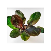Echinodorus Hadi Red Pearl Saksı Canlı Bitki Diğer