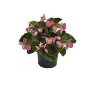 Yeşil Yapraklı Pembe Çiçekli Küçük Hanım Begonya Fidanı Fidesi 5 Cm 15 Cm 30 Adet
