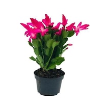 Hediyelik Pembe Renk Yılbaşı Çiçeği Sevgililer Gününe Özel Tül Kuşkonmaz
